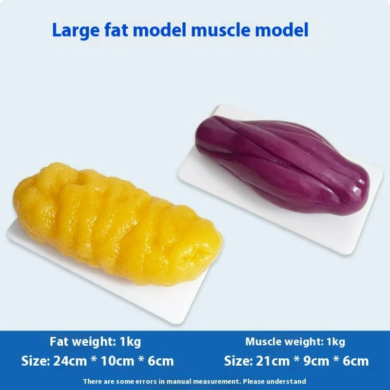 Human Muscle and Fat Replicas  - Nutrition Fitness Health recension och pris